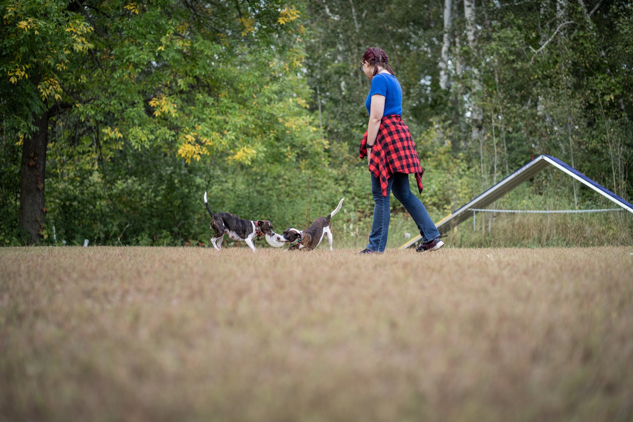 two small brown and white dogs play tug with a frisbee while female owner walks nearby