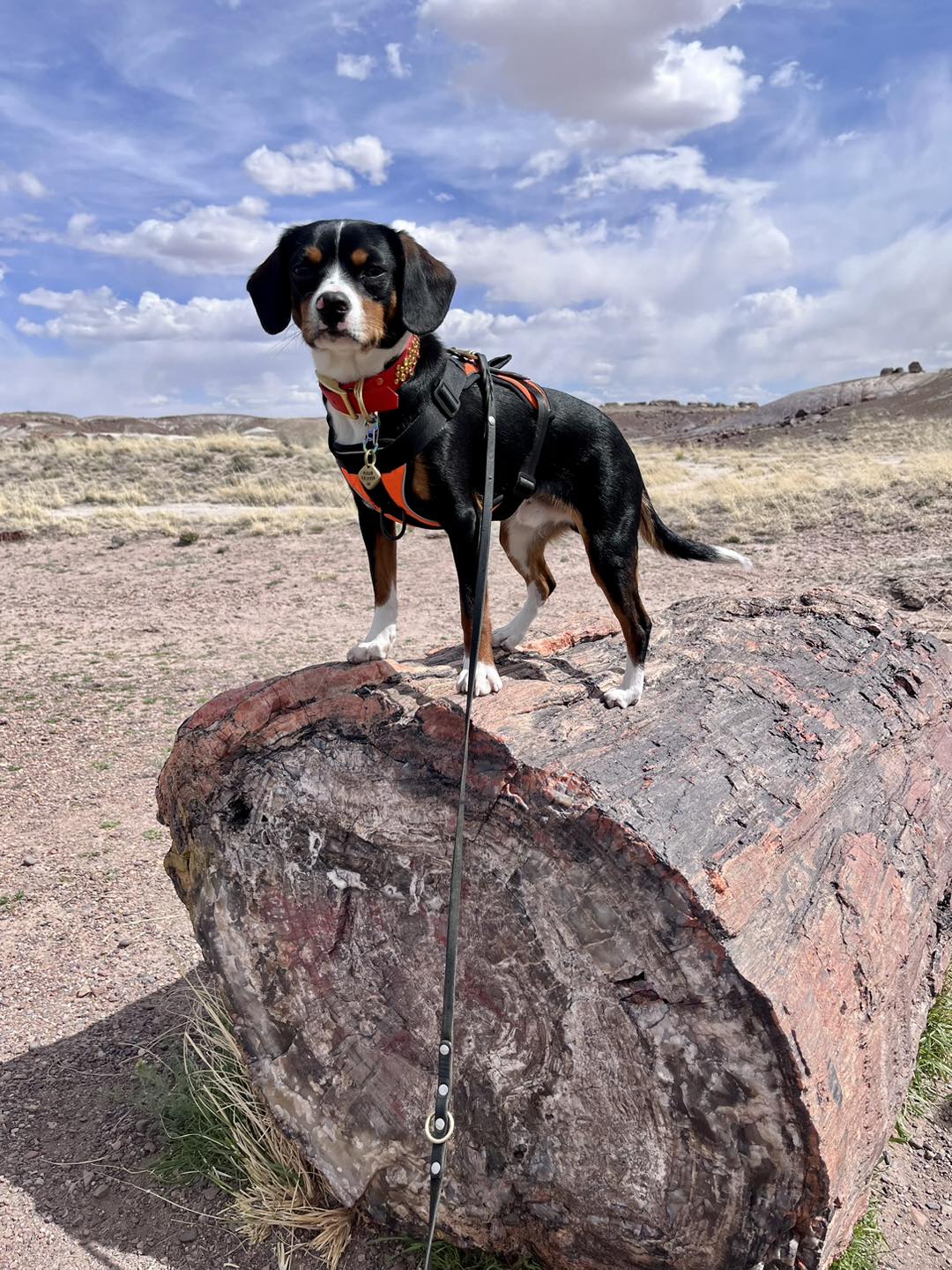 small black and tan dog stands on top of a downed tree
